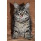 von der Hexeneiche, Norwegische Waldkatze - Kater