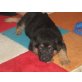 von der Schwertfellnerfarm, Deutscher Schäferhund Welpen - Rüde