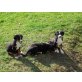  von der Weihöhe mit Säntisblick, Appenzeller Sennenhund Welpen - Rüde