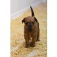 ...von der Weinbergsquelle, Irish Terrier Welpen - Rüde