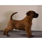 ...von der Weinbergsquelle, Irish Terrier Welpen - Rüde