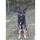 von der schwertfellnerfarm, Deutscher Schäferhund - Rüde