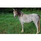 voorthoeve brisha, Welsh Mountain Pony - Stute