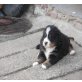 wayne und wim, Berner Sennenhund Welpen - Rüde