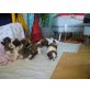 weibchen-männchen, Shih Tzu Welpen - Hündin