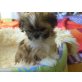 weibchen-männchen, Shih Tzu Welpen - Rüde