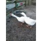 weiße Gänse - weiblich