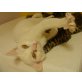 weiße Katze Lupita-von 0 auf 100, EKH und Hauskatze - Katze