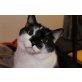 weißgescheckt - Kater