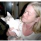 weißgrau, weißgraue Babykatze - Katze