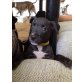 welpen, Amerikan Pitbull terrier Welpen - Rüde