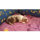 welpen, Australian Shepherd Dog Welpen - Rüde
