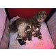 welpen, Shih Tzu Welpen - Hündin