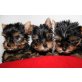 welpen, Yorkshire Terrier Welpen - Hündin