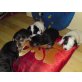 welpen, chow chow mix Welpen - Rüde