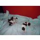 welpen mädchen-buben, Shih Tzu Welpen - Hündin