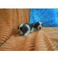 welpen mädchen-buben, Shih Tzu Welpen - Hündin