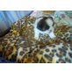 welpen mädchen-buben, Shih Tzu Welpen - Hündin