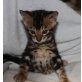 white creek Bengalkatzen, Bengalkatze - Kater