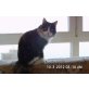 whoppy, türkisch van mix - Katze