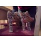 wildkatze - Katze