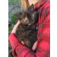 winziges hübschgezeichnetes Schildpattmädchen - Katze