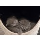 wunderschöne BKH-Bärchen , Britisch Kurzhaarkatze - Katze