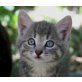 wunderschöne Babykätzchen - Katze