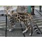 wunderschöne Bengalkitten, Bengalkatze - Katze