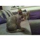 wunderschöne Kätzchen Russisch Blau  ist zum , RUSSISCH BLAU - Katze
