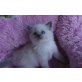 wunderschöne Ragdollkitten, Ragdoll - Kater