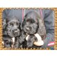 wunderschöne schwarze cocker spaniel, Englischer Cockerspaniel - Hündin