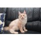 wunderschöner Kater, Maine Coon - Kater