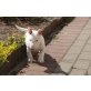 wunderschöner Miniature Bullterrier , Miniatur Bullterrier Welpen - Rüde