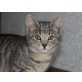 wunderschönes Hauskäterchen - Kater