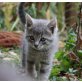wunderschönes Käterchen - Kater