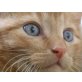 wundervolle rote Babykatzen , Europäische Kurzhaarkatze - Kater