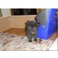 wuschel kuschel Kätzchen, Langhaar Katze - Kater