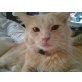 wuschi, Maine coon BKH - Kater