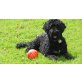 www.portugiesischerwasserhund.info, Cao de Agua Portugues Welpen - Hündin