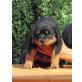 www.rottweilervonderpannonia.com, Rottweiler - Rüde