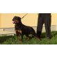www.rottweilervonderpannonia.com, Rottweiler - Rüde