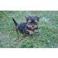 xxs Yorkshire Terrier  - Rüde