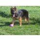 yeti und yuma, Altdeutsche Schäferhunde Welpen - Rüde