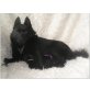 z Dorky, Schipperke Welpen - Hündin