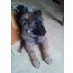 z.Z Pascha, Deutscher Schäferhund - Rüde