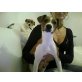 zampi, Jack-Russell-Terrier Welpen - Rüde