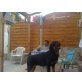 zindy, Rottweiler - Hündin