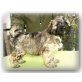 zobelfarbene Tibet Terrier Hündin (VDH/KTR), Tibet-Terrier Welpen - Hündin