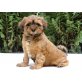 zobelfarbene Tibet Terrier Welpen (VDH/KTR), Tibet-Terrier Welpen - Rüde